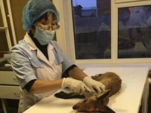 Лису, найденную мертвой в Якутске, проверили на бешенство