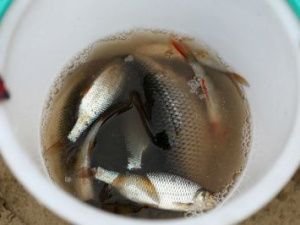 Жители Якутии стали чаще заражаться паразитами после употребления речной рыбы