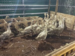 В Якутии открыли первые универсальные семейные фермы в скороспелых отраслях