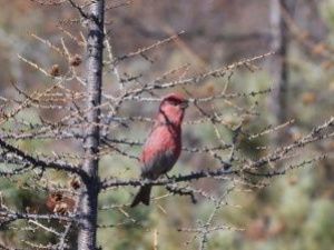 "Попугай" оказался залетной птичкой щур