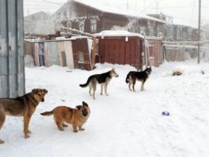 С начала года в Якутске зафиксировано 862 случая укусов людей собаками