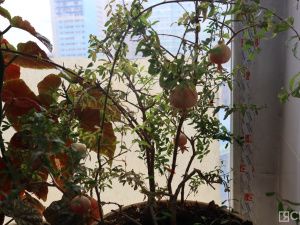 На Крестьянском рынке Якутска вырастили гранат