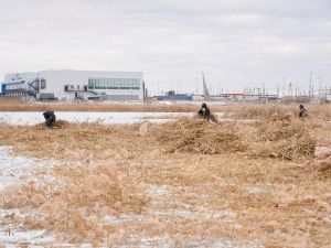 В Якутске объявлена масштабная акция по расчистке городских озёр от камыша и сухостоя — управы проводят субботники