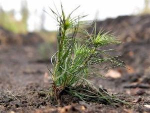 В Якутии впервые за 60 лет высадят леса