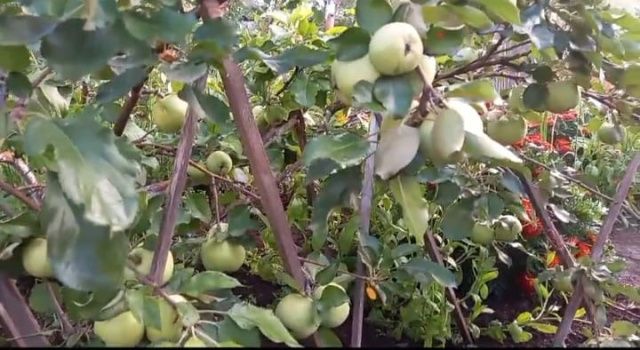 В Амгинском улусе плодоносят яблони