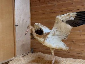 Люди спасают стерха: Найденного в тундре птенца привезли в Якутск