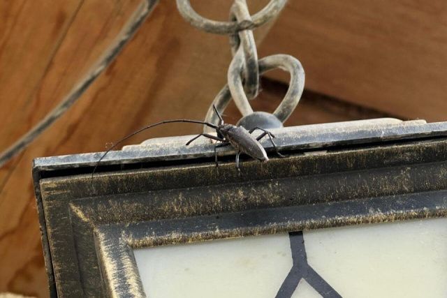 Нашествие волосогрызок в Якутске: эксперт рассказал о причинах, опасности укусов и сроках активности