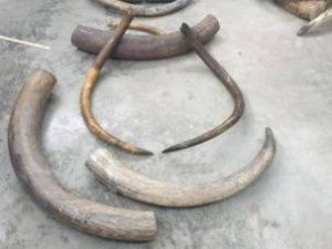 Два жителя Якутска пытались вывезти из страны бивни мамонта на 62 миллиона рублей