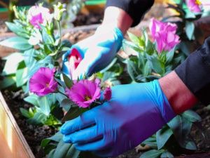 Осужденные увлеклись цветочным делом