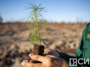 В радиоэфире «Диалог с властью» расскажут о мероприятиях по лесовосстановлению в Якутии