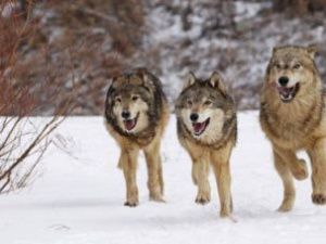 Кто настоящий хозяин в городе. Собаки или люди?