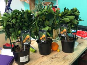 Цветы Эдема расцвели в снежном Алдане