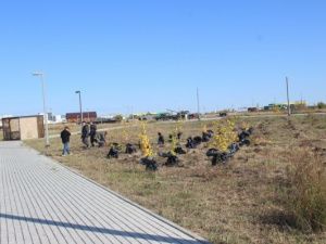 Энергетики ЯГРЭС помогли озеленить Парк Победы ко Дню города