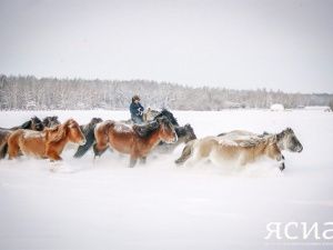 Глава Якутии Айсен Николаев поздравил с Днем коневода-табунщика