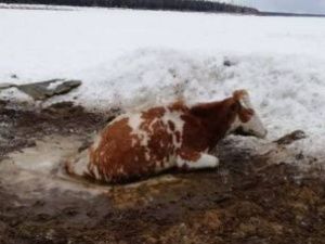 Сунтарские огнеборцы спасли корову, провалившуюся в прорубь