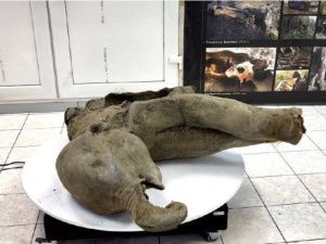 В Якутске началось вскрытие туши мамонтенка возрастом 50 тысяч лет