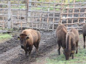 Новая партия бизонов доставлена в природный заказник «Плейстоценовый парк» в Якутии