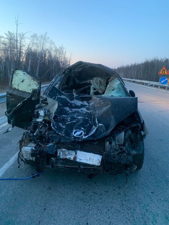 В Горном улусе водитель сбил лошадей и корову: Шесть животных погибли