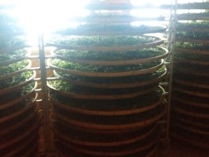 Компания «СахаЧай» открыла новый цех по производству чая