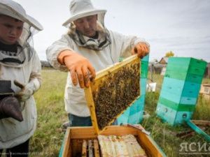 Шесть пчеловодов в Якутии воспользовались поддержкой программы «Начинающий фермер»