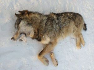 В Якутии началась выдача разрешений на добычу волков и пернатой дичи