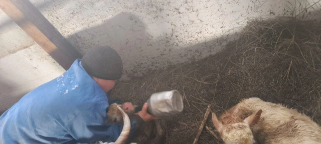 В Хайахсыте у фермера родились телята-двойняшки