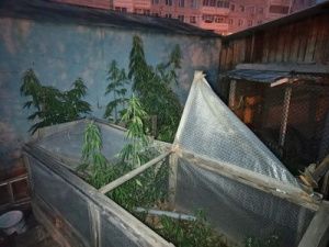 «Это для селфи». В Якутске задержали мужчину, который выращивал коноплю