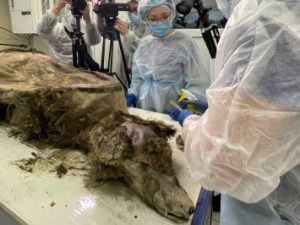 В Якутии ученые провели вскрытие черепа древнего медведя возрастом около 3460 лет