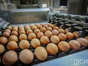 В Россию ввезли первую партию яиц из Азербайджана