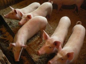 Программа развития семейной экономики становится популярнее среди жителей Чурапчинского  улуса