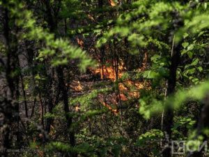 Семь лесных пожаров ликвидировали за сутки в Якутии