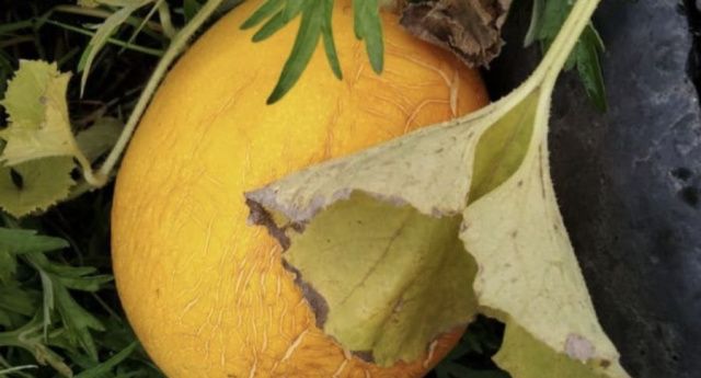 В томпонском селе вырастили дыни и арбузы