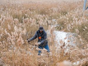В Якутске объявлена масштабная акция по расчистке городских озёр от камыша и сухостоя — управы проводят субботники