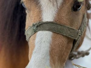 Иппотерапия и отдых в апидомиках: семья из Вилюйского района открыла уникальную экоферму