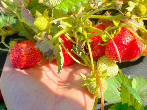 Сочные и хрустящие: жительница Якутска выращивает арбузы на своем участке