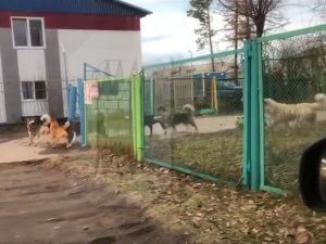 Минздрав Якутии: «Состояние девочки, пережившей нападение собак, всё еще крайне тяжелое»