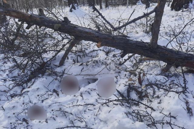Следком организовал проверку после гибели мужчины при валке леса в Мегино-Кангаласском районе