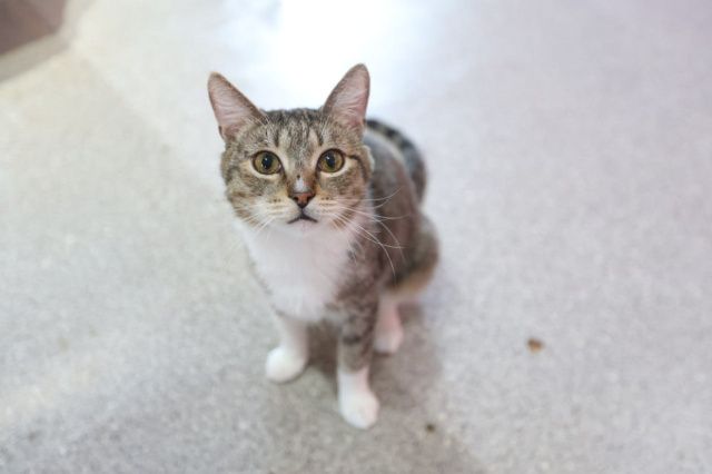 В Якутске пройдет ярмарка-пристройство бездомных котов «Мяуфест»