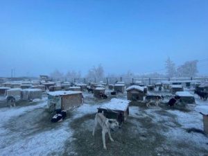 Заведомо незаконный закон, принятый депутатами Ил Тумэн, разрешающий убивать в приютах на 31-й день невостребованных собак, окончательно признан незаконным