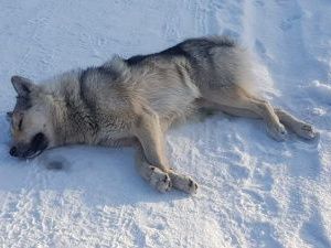Школьник стал жертвой нападения собаки в Горном районе Якутии