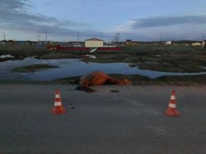 В Якутии мотоциклист врезался в лошадь: животное скончалось, молодой человек госпитализирован