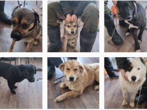 18 апреля в Якутске пройдёт акция «Бешенству - нет!»