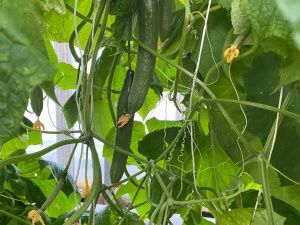 Не страшен снег и ветер аграриям «Якокита» 