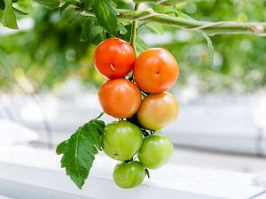 Свежим овощам и зелени от резидента ТОР «Якутия» отдают предпочтение якутские шеф-повара