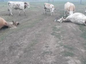 Фотофакт: упавшие провода под напряжением убили быка и коня