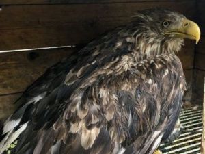 В Нижнеколымском районе спасли орлана-белохвоста