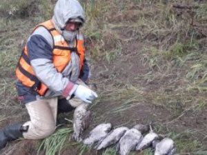 Исследования на птичий грипп проводят в трех районах Якутии