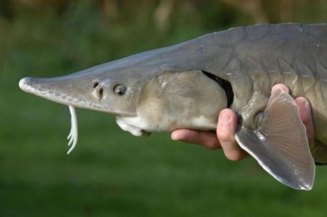 Жителей Якутии, незаконно выловивших двух осетров, суд обязал возместить ущерб в 320 тысяч рублей