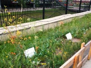 Посадили и забыли? В Якутске гибнут зеленые насаждения