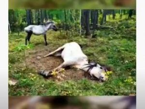 Видео: В Якутии жеребенок позвал людей к мертвой матери-кобылице  